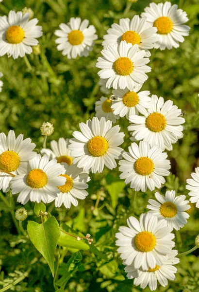 Bloom Kamille Blühendes Kamillenfeld Kamillenblüten Auf Der Wiese Sommer Selektiver — Stockfoto