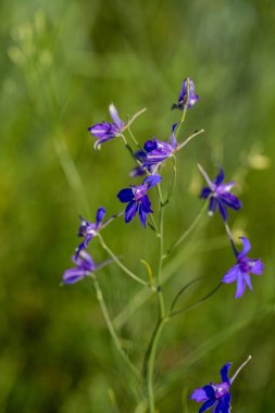 Çiçek. Papatya çayı. Çiçekli papatya tarlası, yazın çayır çiçekleri, seçici odak, bulanık. Güneşli bir günde çiçek açan papatyalarla güzel bir doğa sahnesi. Güzel çayır arkaplanı