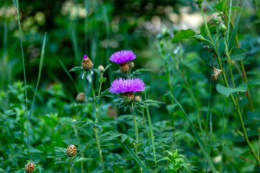 Cornflower, Centaurea siyanus, Asteraceae. Çiçekli otlar ya da bahçedeki bekarlığa veda çiçekleri. Mavi bahar çiçeklerinin doğal arkaplanı