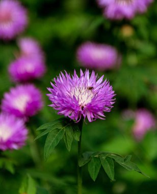 Cornflower, Centaurea siyanus, Asteraceae. Çiçekli otlar ya da bahçedeki bekarlığa veda çiçekleri. Mavi bahar çiçeklerinin doğal arkaplanı