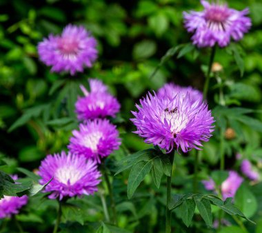 Cornflower, Centaurea siyanus, Asteraceae. Çiçekli otlar ya da bahçedeki bekarlığa veda çiçekleri. Mavi bahar çiçeklerinin doğal arkaplanı