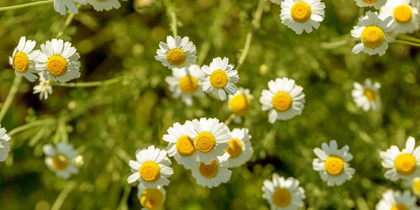 Fiorire Camomilla Campo Camomilla Fiore Fiori Camomilla Sul Prato Estate — Foto Stock