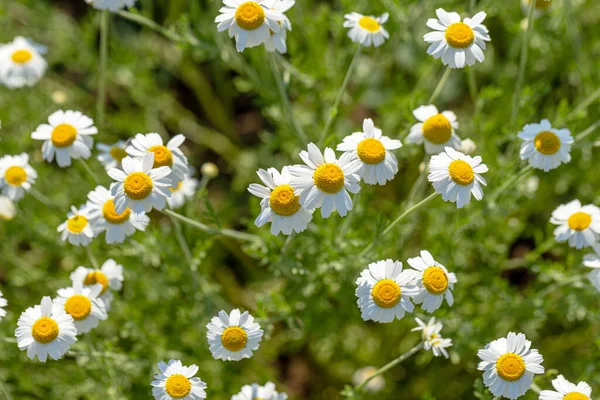 Bloom Kamille Blühendes Kamillenfeld Kamillenblüten Auf Der Wiese Sommer Selektiver — Stockfoto