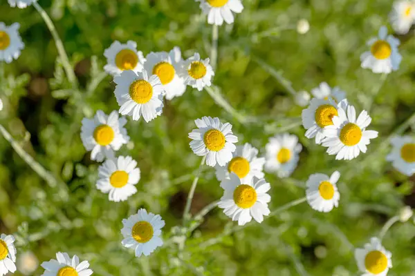 Bloom Chamomile Blooming Chamomile Field Chamomile Flowers Meadow Summer Selective — Stock Photo, Image