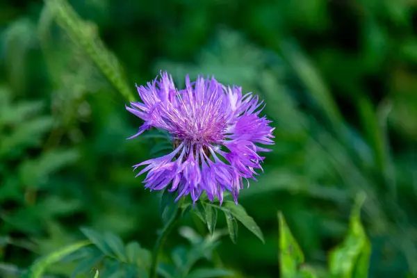 Cornflower Centaurea Cyanus Asteraceae Κορνφλάουερ Γρασίδι Εργένικο Λουλούδι Στον Κήπο — Φωτογραφία Αρχείου