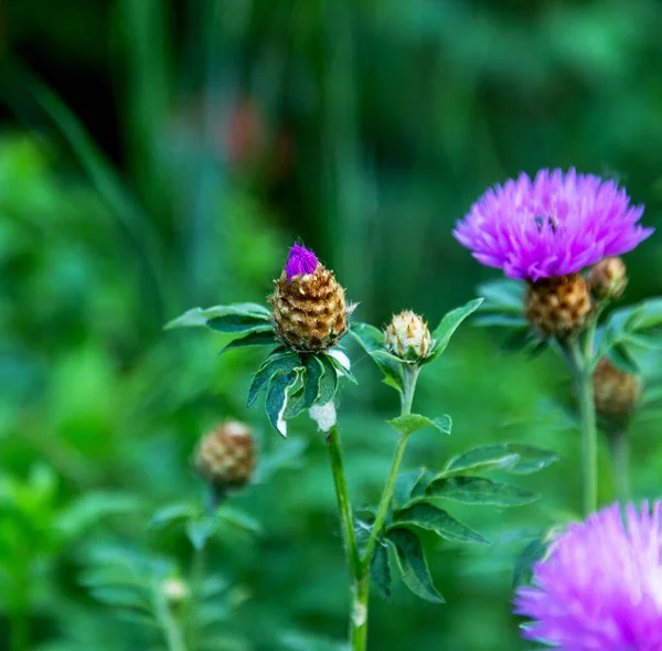 Васильковый Centaurea Cyanus Asteraceae Васильковая Трава Цветок Холостяка Саду Естественный — стоковое фото