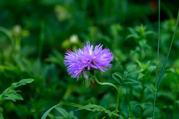 Васильковый Centaurea Cyanus Asteraceae Васильковая Трава Цветок Холостяка Саду Естественный — стоковое фото