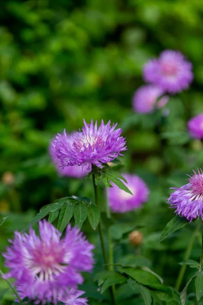 Cornflower Centaurea Cyanus Asteraceae Cornflower Grass Bachelor Flower Garden Natural — Stock Photo, Image