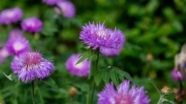 Fiordaliso Centaurea Cyanus Asteraceae Erba Fiordaliso Fiore Scapolo Giardino Fondo — Foto Stock