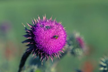 Pembe süt devedikeni çiçekleri, yakın çekim. (Silybum marianum bitkisel ilaç, Saint Mary 's Thistle, Marian Scotch thistle, Mary Thistle, Cardus marianus, Akdeniz süt kardus marihuana )