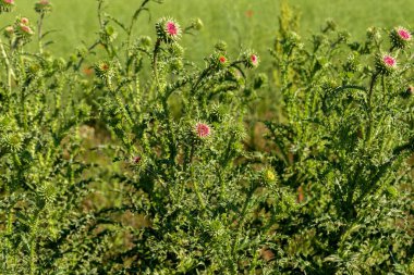 Pembe süt devedikeni çiçekleri, yakın çekim. (Silybum marianum bitkisel ilaç, Saint Mary 's Thistle, Marian Scotch thistle, Mary Thistle, Cardus marianus, Akdeniz süt kardus marihuana )