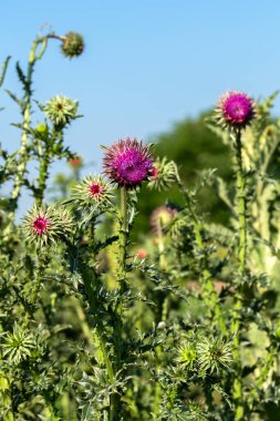 Pembe süt devedikeni çiçekleri, yakın çekim. (Silybum marianum bitkisel ilaç, Saint Mary 's Thistle, Marian Scotch thistle, Mary Thistle, Cardus marianus, Akdeniz süt kardus marihuana )
