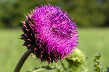 Pembe süt devedikeni çiçekleri, yakın çekim. (Silybum marianum bitkisel ilaç, Saint Mary 's Thistle, Marian Scotch thistle, Mary Thistle, Cardus marianus, Akdeniz süt kardus marihuana )