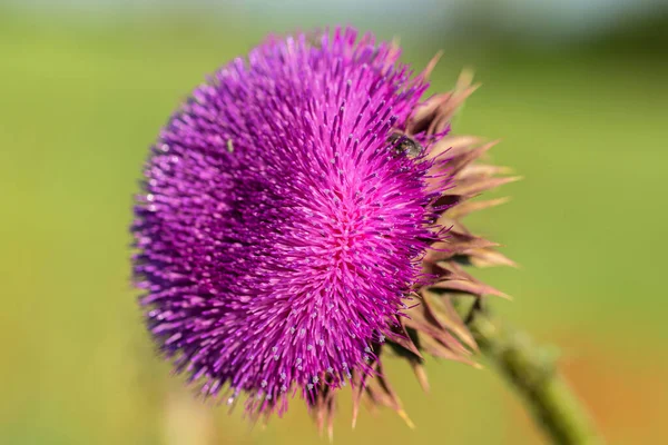 Flores Cardo Mariano Rosa Cerca Silybum Marianum Remedio Base Hierbas —  Fotos de Stock