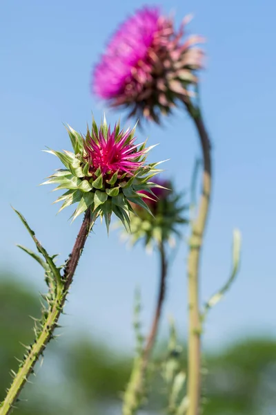 Pink milk thistle flowers, close up. ( Silybum marianum herbal remedy, Saint Mary\'s Thistle, Marian Scotch thistle, Mary Thistle, Cardus marianus, Mediterranean milk cardus marianus )