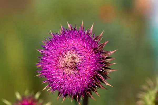 Pink milk thistle flowers, close up. ( Silybum marianum herbal remedy, Saint Mary\'s Thistle, Marian Scotch thistle, Mary Thistle, Cardus marianus, Mediterranean milk cardus marianus )