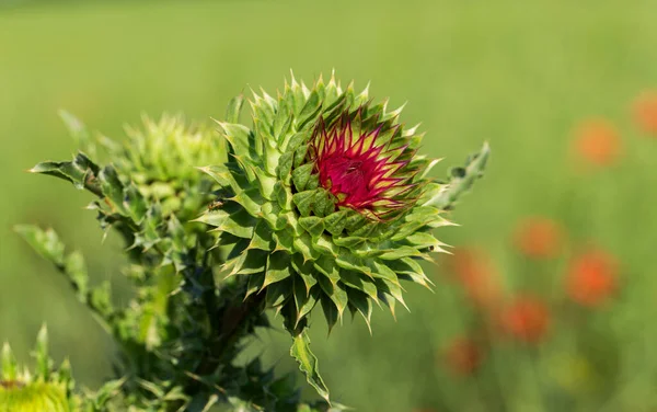 Roze Melkdistel Bloemen Dicht Silybum Marianum Kruidenmiddel Saint Mary Thistle — Stockfoto