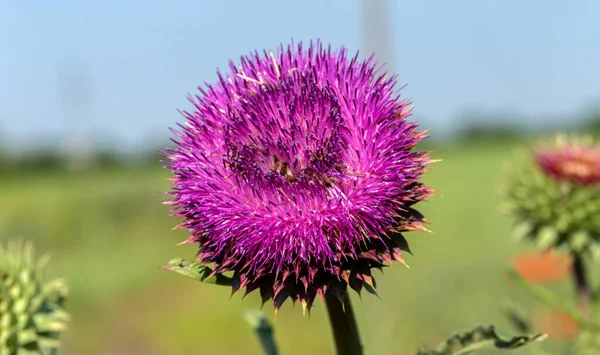 Pink milk thistle flowers, close up. ( Silybum marianum herbal remedy, Saint Mary\'s Thistle, Marian Scotch thistle, Mary Thistle, Cardus marianus, Mediterranean milk cardus marianus )