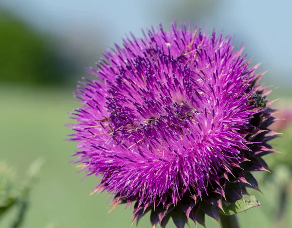 Pink milk thistle flowers, close up. ( Silybum marianum herbal remedy, Saint Mary\'s Thistle, Marian Scotch thistle, Mary Thistle, Cardus marianus, Mediterranean milk cardus marianus )