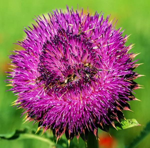 Flores Cardo Leite Rosa Perto Silybum Marianum Remédio Base Plantas — Fotografia de Stock