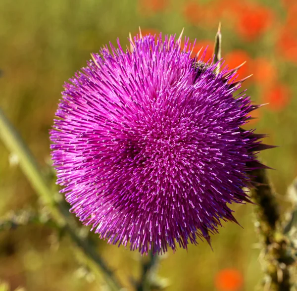 Pink Milk Thistle Flowers Close Silybum Marianum Herbal Remedy Saint — Stock Photo, Image