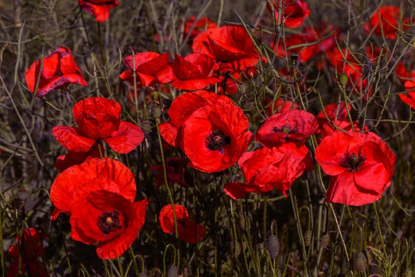 Wilden Feld Blühen Rote Mohnblumen Schönes Feld Von Roten Mohnblumen — Stockfoto