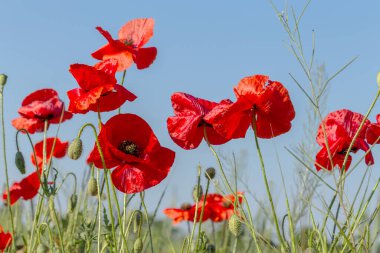 Vahşi tarlada kırmızı gelincikler çiçek açar. Odaklanmış kırmızı gelinciklerle dolu güzel bir tarla. Yumuşak ışık. Tonlama. Yaratıcı Yaratıcı İşlem Doğal Arkaplan