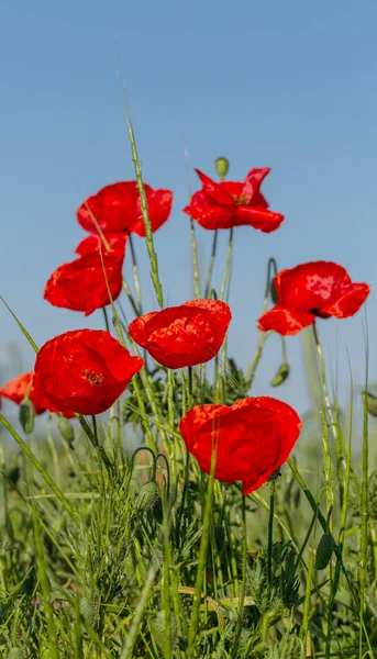 Wilden Feld Blühen Rote Mohnblumen Schönes Feld Von Roten Mohnblumen — Stockfoto