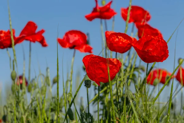 Virágok Vörös Mák Virágzik Vad Területen Gyönyörű Mező Piros Mákok — Stock Fotó