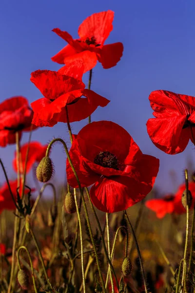 Wilden Feld Blühen Rote Mohnblumen Schönes Feld Von Roten Mohnblumen — Stockfoto