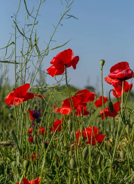 Wilden Feld Blühen Rote Mohnblumen Schönes Feld Von Roten Mohnblumen — Stockfoto