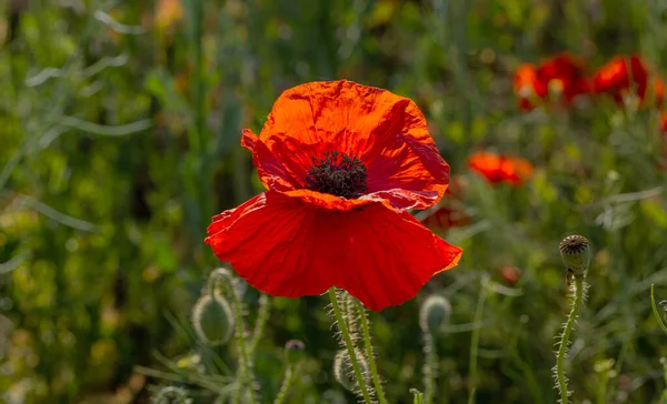 Flores Amapolas Rojas Florecen Campo Salvaje Hermoso Campo Amapolas Rojas — Foto de Stock