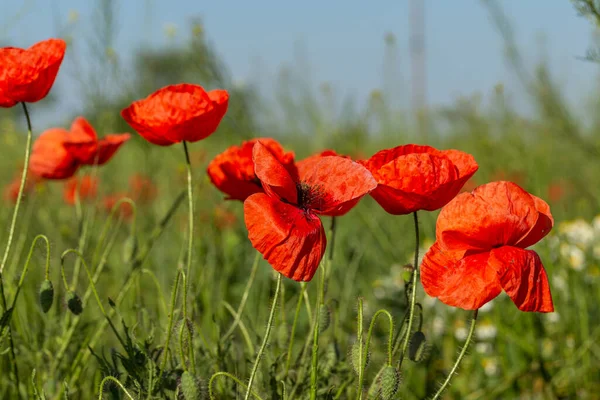 Flowers Red Poppies Bloom Wild Field Beautiful Field Red Poppies — Stock Photo, Image