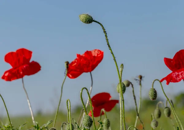 Wilden Feld Blühen Rote Mohnblumen Schönes Feld Von Roten Mohnblumen — Stockfoto