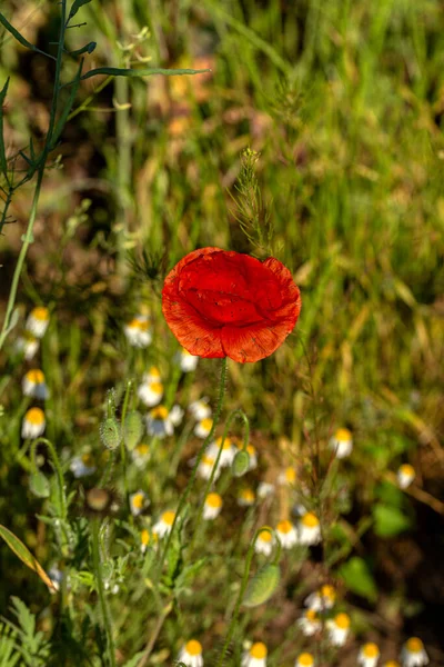 Flowers Red Poppies Bloom Wild Field Beautiful Field Red Poppies — Stock Photo, Image