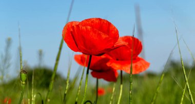 Vahşi tarlada kırmızı gelincikler çiçek açar. Odaklanmış kırmızı gelinciklerle dolu güzel bir tarla. Yumuşak ışık. Tonlama. Yaratıcı Yaratıcı İşlem Doğal Arkaplan