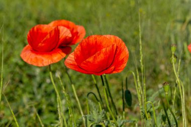 Vahşi tarlada kırmızı gelincikler çiçek açar. Odaklanmış kırmızı gelinciklerle dolu güzel bir tarla. Yumuşak ışık. Tonlama. Yaratıcı Yaratıcı İşlem Doğal Arkaplan