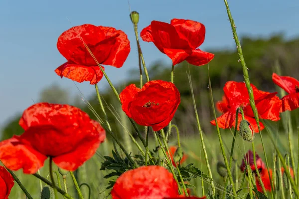 Virágok Vörös Mák Virágzik Vad Területen Gyönyörű Mező Piros Mákok — Stock Fotó