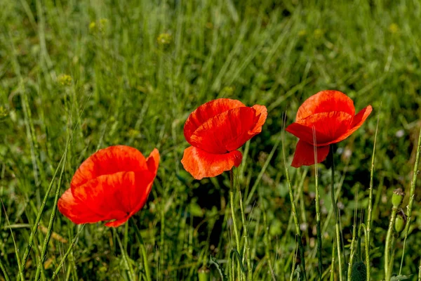Kukat Punaiset Unikot Kukkivat Villipellolla Kaunis Punaisten Unikkojen Kenttä Jossa — kuvapankkivalokuva