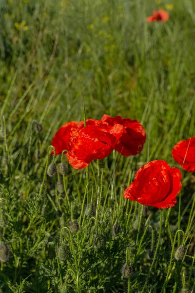 野地里盛开着红色的罂粟 美丽的红罂粟场 重点突出 柔和的光 Toning 创意处理自然背景 — 图库照片