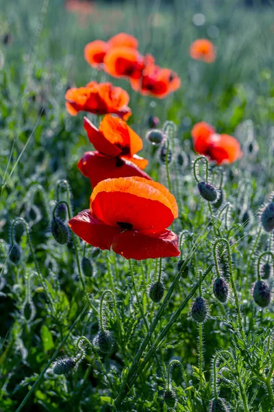 Flowers Red Poppies Bloom Wild Field Beautiful Field Red Poppies — Stock Photo, Image