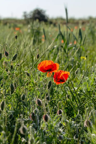 Wilden Feld Blühen Rote Mohnblumen Schönes Feld Von Roten Mohnblumen — Stockfoto