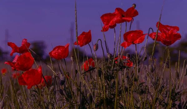 Blommor Röda Vallmo Blommar Vilda Fält Vackert Fält Röda Vallmo — Stockfoto