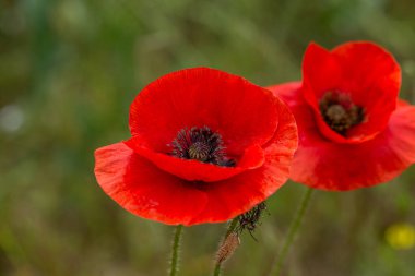Vahşi tarlada kırmızı gelincikler çiçek açar. Odaklanmış kırmızı gelinciklerle dolu güzel bir tarla. Yumuşak ışık. Tonlama. Yaratıcı Yaratıcı İşlem Doğal Arkaplan