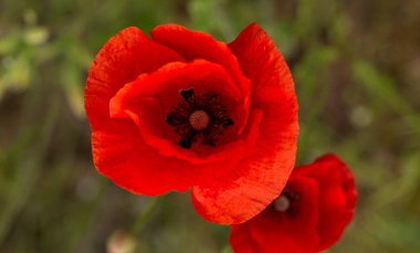 Vahşi tarlada kırmızı gelincikler çiçek açar. Odaklanmış kırmızı gelinciklerle dolu güzel bir tarla. Yumuşak ışık. Tonlama. Yaratıcı Yaratıcı İşlem Doğal Arkaplan
