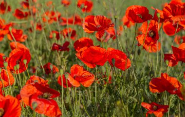 Vahşi tarlada kırmızı gelincikler çiçek açar. Odaklanmış kırmızı gelinciklerle dolu güzel bir tarla. Yumuşak ışık. Tonlama. Yaratıcı Yaratıcı İşlem Doğal Arkaplan