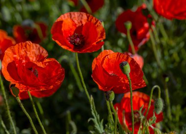 Vahşi tarlada kırmızı gelincikler çiçek açar. Odaklanmış kırmızı gelinciklerle dolu güzel bir tarla. Yumuşak ışık. Tonlama. Yaratıcı Yaratıcı İşlem Doğal Arkaplan