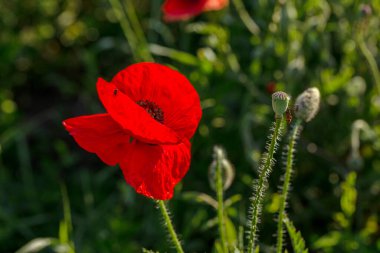 Vahşi tarlada kırmızı gelincikler çiçek açar. Odaklanmış kırmızı gelinciklerle dolu güzel bir tarla. Yumuşak ışık. Tonlama. Yaratıcı Yaratıcı İşlem Doğal Arkaplan