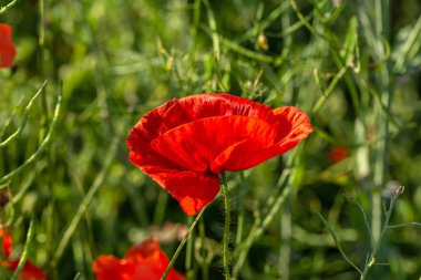 Vahşi tarlada kırmızı gelincikler çiçek açar. Odaklanmış kırmızı gelinciklerle dolu güzel bir tarla. Yumuşak ışık. Tonlama. Yaratıcı Yaratıcı İşlem Doğal Arkaplan