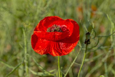 Vahşi tarlada kırmızı gelincikler çiçek açar. Odaklanmış kırmızı gelinciklerle dolu güzel bir tarla. Yumuşak ışık. Tonlama. Yaratıcı Yaratıcı İşlem Doğal Arkaplan